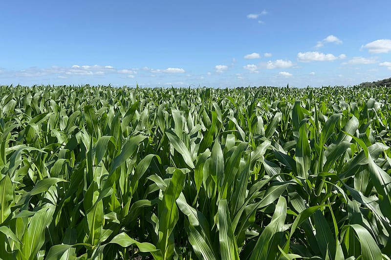 Green maize crop growing in a field