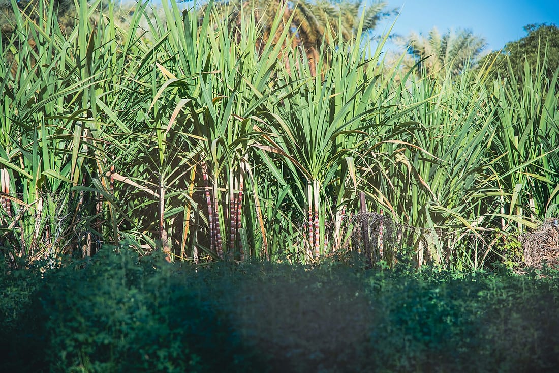 Tall green sugarcane crop growing in a field