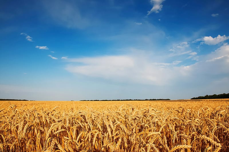 Ripe wheat crop in a field under a clear sky